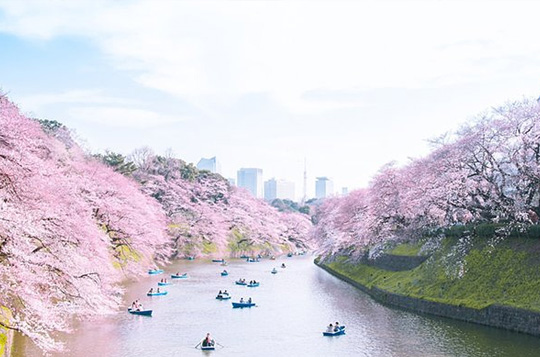 【本州北海道】本州北海道8日游（三温泉）
